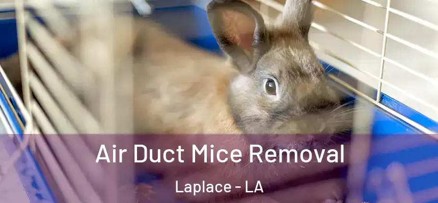 Air Duct Mice Removal Laplace - LA